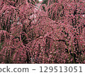 Jonangu Shrine: Weeping plum blossoms and fallen camellias 129513051