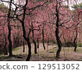 Jonangu Shrine: Weeping plum blossoms and fallen camellias 129513052