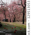 Jonangu Shrine: Weeping plum blossoms and fallen camellias 129513053