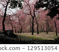 Jonangu Shrine: Weeping plum blossoms and fallen camellias 129513054