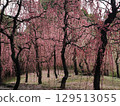 Jonangu Shrine: Weeping plum blossoms and fallen camellias 129513055