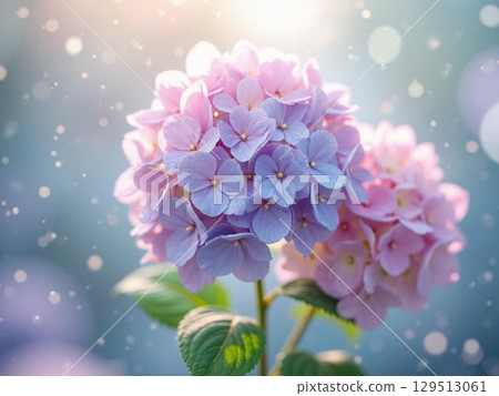 A fantastic image of hydrangeas with sunlight streaming in after the rain 129513061