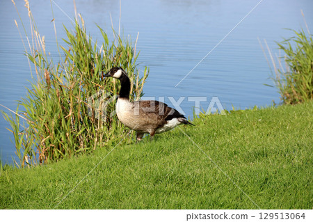 Young Barnacle Goose at the Edge of an Inland Lake on a Summer Morning Young Barnacle Goose at the Edge of an Inland Lake on a Summer Morning 129513064