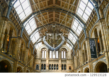 A beautiful view of the Natural History Museum in London 129513128