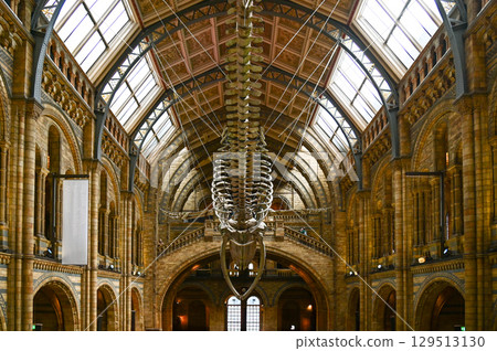 倫敦自然歷史博物館的美景 倫敦自然歷史博物館的美景 129513130