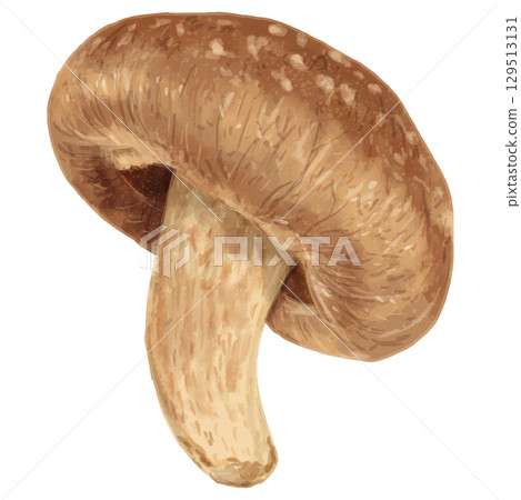 秋天的味道。香菇的寫實插圖 秋天的味道。香菇的寫實插圖 129513131