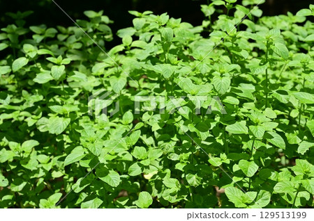 Lemon mint (Lamiaceae) Catnip 129513199