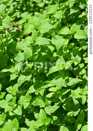 檸檬薄荷（唇形科）貓薄荷 129513221