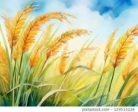 Watercolor painting of late summer blue sky and rice ears 129513226