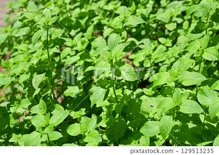 Lemon mint (Lamiaceae) Catnip Lemon mint (Lamiaceae) Catnip 129513235