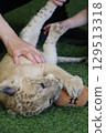 Up-close encounter with a baby lion, Mine City, Safariland, Yamaguchi Prefecture, lion, interaction, experience 129513318