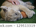 Up-close encounter with a baby lion, Mine City, Safariland, Yamaguchi Prefecture, lion, interaction, experience 129513319