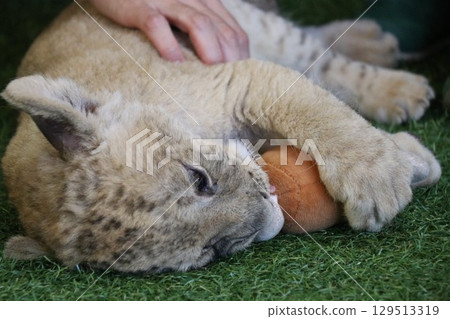 與小獅子近距離接觸,山口縣美你市野生動物園,獅子,互動,體驗 與小獅子近距離接觸,山口縣美你市野生動物園,獅子,互動,體驗 129513319