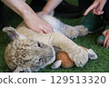 Up-close encounter with a baby lion, Mine City, Safariland, Yamaguchi Prefecture, lion, interaction, experience 129513320