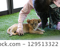 Up-close encounter with a baby lion, Mine City, Safariland, Yamaguchi Prefecture, lion, interaction, experience 129513322
