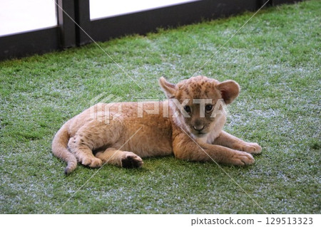 與小獅子近距離接觸,山口縣美你市野生動物園,獅子,互動,體驗 與小獅子近距離接觸,山口縣美你市野生動物園,獅子,互動,體驗 129513323