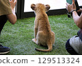 Up-close encounter with a baby lion, Mine City, Safariland, Yamaguchi Prefecture, lion, interaction, experience 129513324