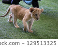 Up-close encounter with a baby lion, Mine City, Safariland, Yamaguchi Prefecture, lion, interaction, experience 129513325