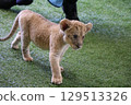 Up-close encounter with a baby lion, Mine City, Safariland, Yamaguchi Prefecture, lion, interaction, experience 129513326