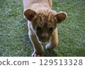 Up-close encounter with a baby lion, Mine City, Safariland, Yamaguchi Prefecture, lion, interaction, experience 129513328