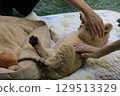 Up-close encounter with a baby lion, Mine City, Safariland, Yamaguchi Prefecture, lion, interaction, experience 129513329