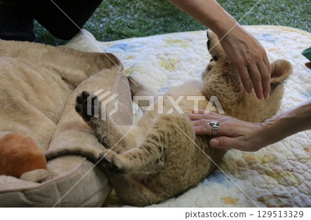 Up-close encounter with a baby lion, Mine City, Safariland, Yamaguchi Prefecture, lion, interaction, experience 129513329