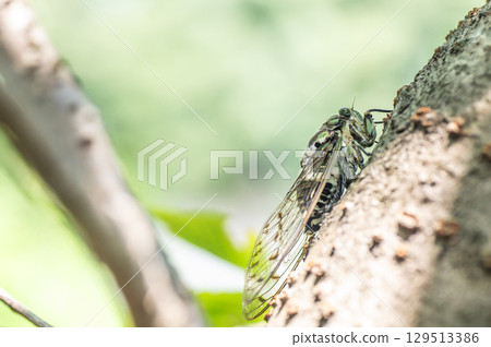 Scenery of a woodland with cicadas Scenery of a woodland with cicadas 129513386