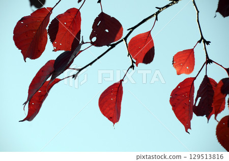 Blue sky and autumn leaves 129513816