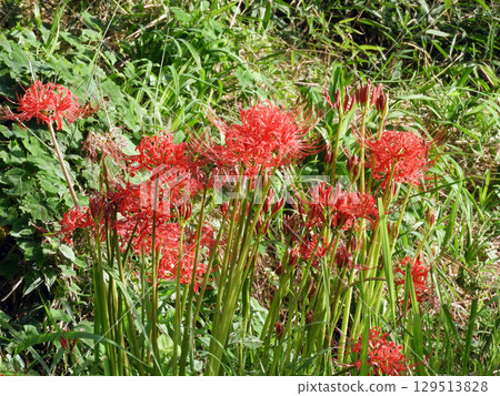 Cluster amaryllis 129513828
