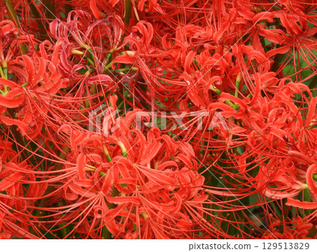 群集孤挺花 129513829