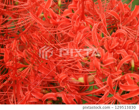 群集孤挺花 群集孤挺花 129513830