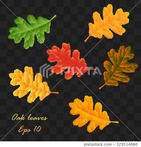 oak leaves. Autumn Leaves Design Elements For thanksgiving, harvest holiday, decoration and design. Eps 10 oak leaves. Autumn Leaves Design Elements For thanksgiving, harvest holiday, decoration and design. Eps 10 129514060