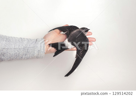 White-belted swift bird sits on a hand on a white background isolated 129514202