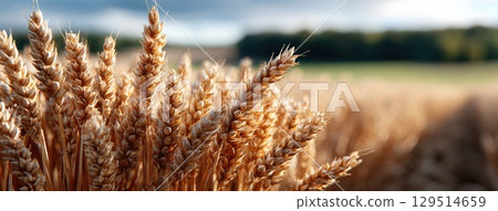 Close-up view of wheat ears in focus, contrasting with a softly blurred farmland in the distance on a calm day 129514659
