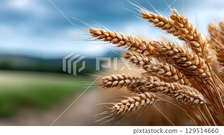 Close-up view of wheat ears in focus, contrasting with a softly blurred farmland in the distance on a calm day 129514660