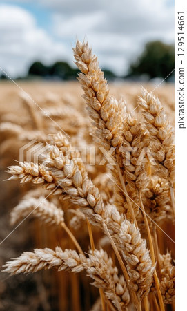 Close-up view of wheat ears in focus, contrasting with a softly blurred farmland in the distance on a calm day 129514661