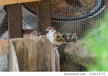 Sparrows in the garden 129514777