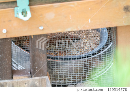 Sparrows in the garden 129514778