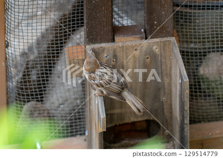 Sparrows in the garden 129514779