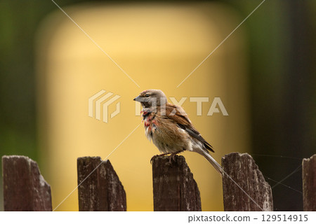 A wet common linnet bird sits on a fence 129514915