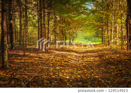 Fallen dry leaves on the road in the autumn forest 129514923