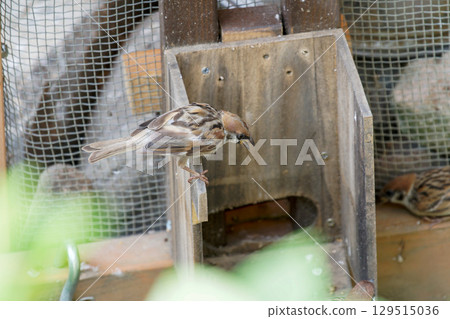 Sparrows in the garden 129515036