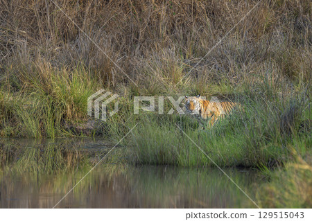wild bengal female tiger or panthera tigris at bandhavgarh national park forest tiger reserve madhya pradesh india. tigress eye contact in morning safari quenching thirst drinking water from waterhole wild bengal female tiger or panthera tigris at bandhavgarh national park forest tiger reserve madhya pradesh india. tigress eye contact in morning safari quenching thirst drinking water from waterhole 129515043