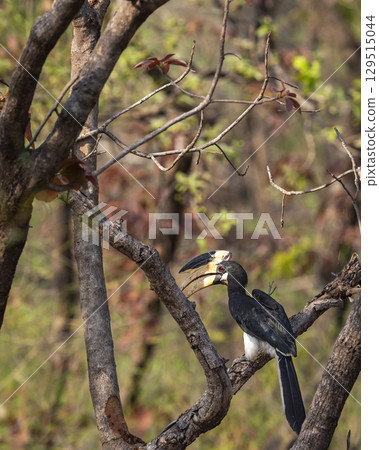 Malabar pied hornbill or lesser pied hornbill or Anthracoceros coronatus at bandhavgarh national park forest madhya pradesh india perched on tree in summer season and natural scenic green background 129515044