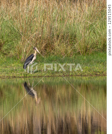 Lesser adjutant stork or Leptoptilos javanicus at bandhavgarh national park forest madhya pradesh india asia. large wading bird with reflection in water in natural scenic green grassland background 129515045