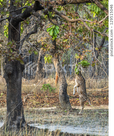 wild male spotted deer chital or axis deer chital standing on hind legs eating feeding green leaves from tree branches in safari at bandhavgarh national park forest tiger reserve madhya pradesh india 129515046