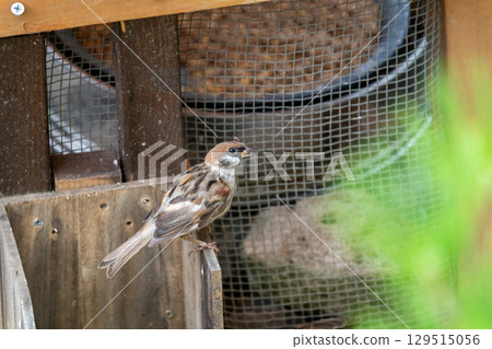 Sparrows in the garden 129515056