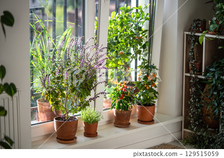 Blooming Thai basil, tomato cherry, red hot chili pepper, thyme plant in pots on windowsill at home Blooming Thai basil, tomato cherry, red hot chili pepper, thyme plant in pots on windowsill at home 129515059