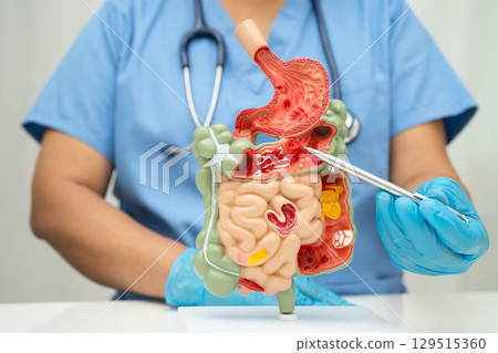 Digestive system with stomach and intestine, Asian doctor holding human anatomy model for study diagnosis and treatment in hospital. 129515360