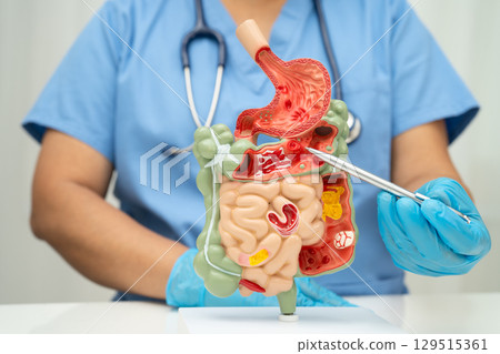 Digestive system with stomach and intestine, Asian doctor holding human anatomy model for study diagnosis and treatment in hospital. Digestive system with stomach and intestine, Asian doctor holding human anatomy model for study diagnosis and treatment in hospital. 129515361